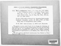 Image of Poria candidissima